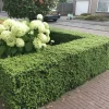 LA GREEN TOUCH - Ilex crenata 'jenny' x 12