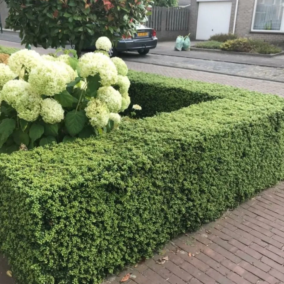 LA GREEN TOUCH - Ilex crenata 'jenny' x 12