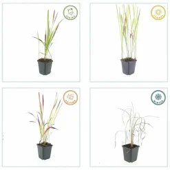 LA GREEN TOUCH - Imperata herbe sanglante 'red baron' x60 – entre 3,75 et 5m2