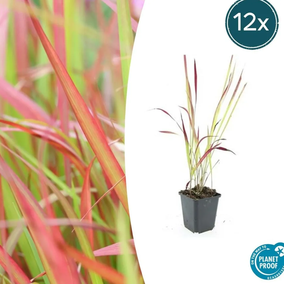 LA GREEN TOUCH - Imperata herbe sanglante 'red baron' x60 – entre 3,75 et 5m2