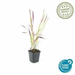 LA GREEN TOUCH - Imperata herbe sanglante 'red baron' x12 – entre 0,75 et 1m2