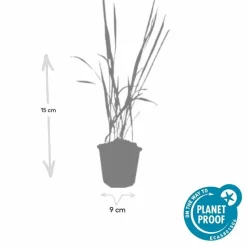 LA GREEN TOUCH - Imperata herbe sanglante 'red baron' x12 – entre 0,75 et 1m2