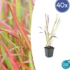 LA GREEN TOUCH - Imperata herbe sanglante 'red baron' x40 – entre 2,5 et 3,33m2