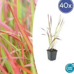 LA GREEN TOUCH - Imperata herbe sanglante 'red baron' x40 – entre 2,5 et 3,33m2