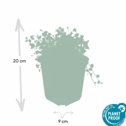 LA GREEN TOUCH - Isotoma fluviatilis x60 – entre 3,75 et 5m2