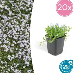 LA GREEN TOUCH - Isotoma fluviatilis x60 – entre 3,75 et 5m2