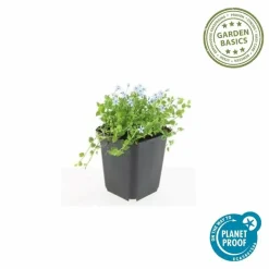 LA GREEN TOUCH - Isotoma fluviatilis 'alba' x60 – entre 3,75 et 5m2