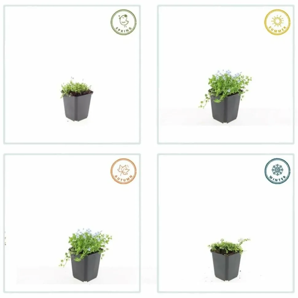 LA GREEN TOUCH - Isotoma fluviatilis 'alba' x40 – entre 2,5 et 3,33m2