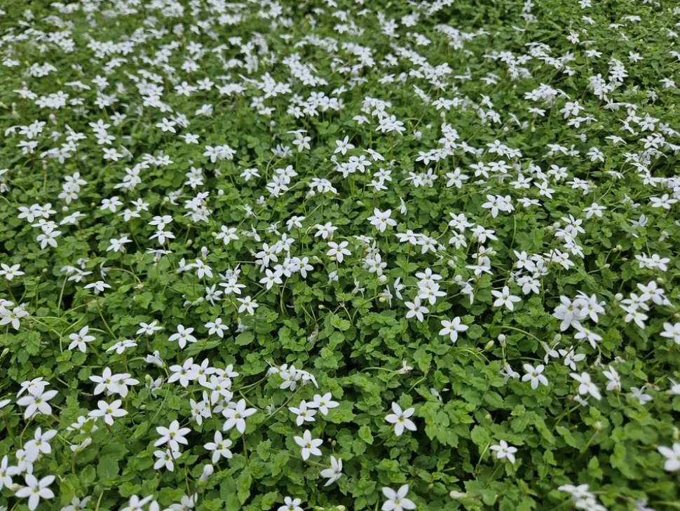 LA GREEN TOUCH - Isotoma fluviatilis 'alba' x40 – entre 2,5 et 3,33m2