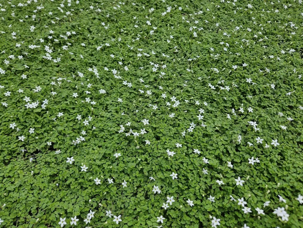 LA GREEN TOUCH - Isotoma fluviatilis 'alba' x40 – entre 2,5 et 3,33m2
