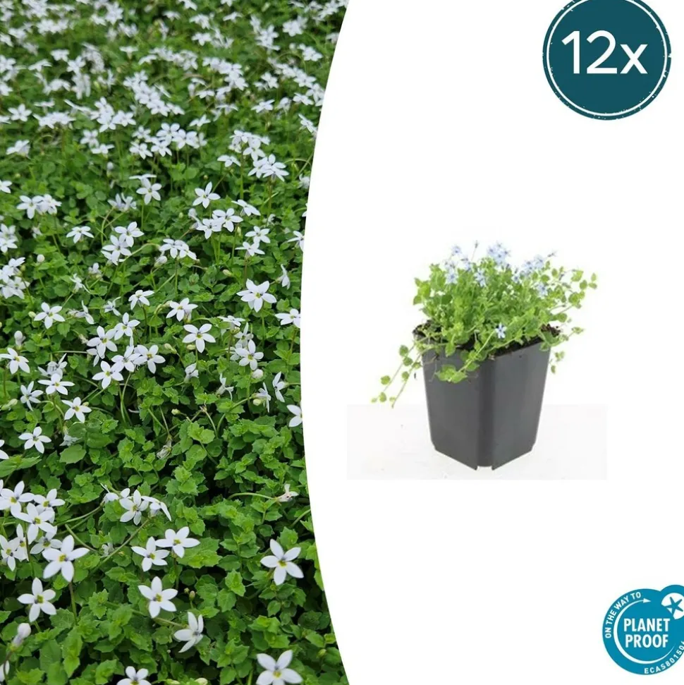LA GREEN TOUCH - Isotoma fluviatilis 'alba' x40 – entre 2,5 et 3,33m2