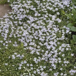 LA GREEN TOUCH - Isotoma fluviatilis x6 – entre 0,38 et 0,5m2