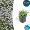 LA GREEN TOUCH - Isotoma fluviatilis x12 – entre 0,75 et 1m2