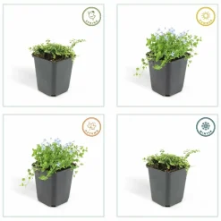LA GREEN TOUCH - Isotoma fluviatilis x12 – entre 0,75 et 1m2