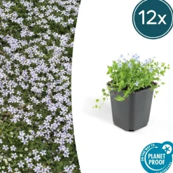 LA GREEN TOUCH - Isotoma fluviatilis x12 – entre 0,75 et 1m2