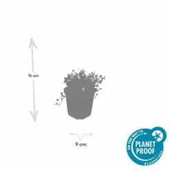LA GREEN TOUCH - Isotoma fluviatilis 'alba' x12 – entre 0,75 et 1m2