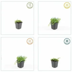 LA GREEN TOUCH - Isotoma fluviatilis 'alba' x12 – entre 0,75 et 1m2