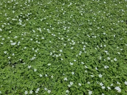 LA GREEN TOUCH - Isotoma fluviatilis 'alba' x12 – entre 0,75 et 1m2