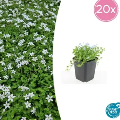 LA GREEN TOUCH - Isotoma fluviatilis 'alba' x20 – entre 1,25 et 1,67m2