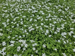 LA GREEN TOUCH - Isotoma fluviatilis 'alba' x20 – entre 1,25 et 1,67m2