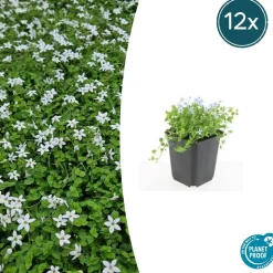 LA GREEN TOUCH - Isotoma fluviatilis 'alba' x20 – entre 1,25 et 1,67m2
