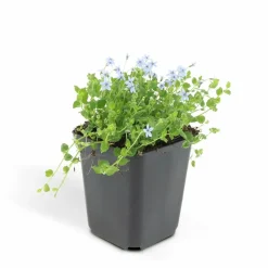 LA GREEN TOUCH - Isotoma fluviatilis x20 – entre 1,25 et 1,67m2