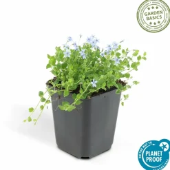LA GREEN TOUCH - Isotoma fluviatilis x20 – entre 1,25 et 1,67m2