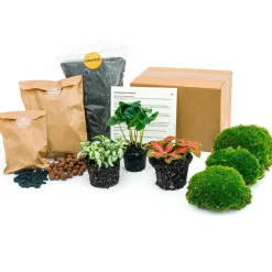 LA GREEN TOUCH - Kit rempotage plantes pour terrarium 3 plantes : caféier + 2 fittonia -