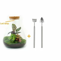 LA GREEN TOUCH - Kit terrarium diy - samos avec led calathea + fittonia rouge et verte - pelle + rateau