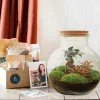 LA GREEN TOUCH - Kit terrarium diy - teddy ficus + fittonia - rateau + pelle + pince + ciseaux