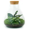LA GREEN TOUCH - Kit terrarium diy - sama calathea + fittonia verte - sans outil