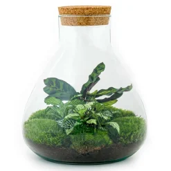 LA GREEN TOUCH - Kit terrarium diy - sama calathea + fittonia verte - sans outil