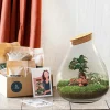 LA GREEN TOUCH - Kit terrarium diy - doorn ficus + 2 fittonia - rateau + pelle + pince