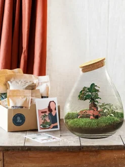 LA GREEN TOUCH - Kit terrarium diy - doorn ficus + 2 fittonia - rateau + pelle + pince
