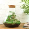 LA GREEN TOUCH - Kit terrarium diy - samos sans led asparagus + fittonia + lierre - sans outil
