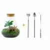 LA GREEN TOUCH - Kit terrarium diy - sama caféier + fittonia rouge - rateau + pelle + pince