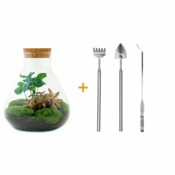 LA GREEN TOUCH - Kit terrarium diy - sama caféier + fittonia rouge - rateau + pelle + pince