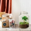 LA GREEN TOUCH - Kit terrarium diy - oslo calathéa leopardina - sans outil