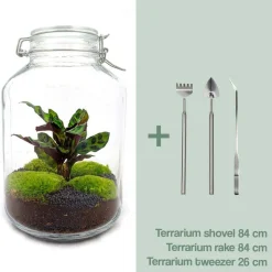LA GREEN TOUCH - Kit terrarium diy - oslo calathéa leopardina - sans outil