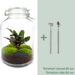 LA GREEN TOUCH - Kit terrarium diy - oslo calathéa leopardina - sans outil