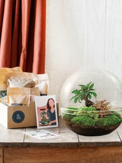 LA GREEN TOUCH - Kit terrarium diy - dome xl ficus + 2 fittonia - sans outil