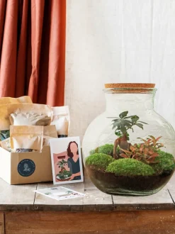 LA GREEN TOUCH - Kit terrarium diy - teddy ficus + fittonia - rateau + pelle + pince