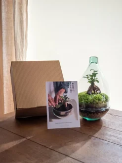 LA GREEN TOUCH - Kit terrarium diy - cortica