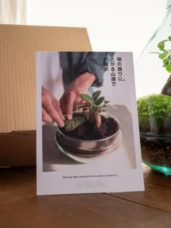 LA GREEN TOUCH - Kit terrarium diy - cortica