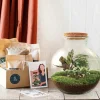 LA GREEN TOUCH - Kit terrarium diy - baobab calathea + asparagus + fittonia - rateau + pelle + pince + ciseaux