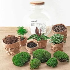 LA GREEN TOUCH - Kit terrarium diy - baobab calathea + asparagus + fittonia - rateau + pelle + pince + ciseaux