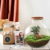 LA GREEN TOUCH - Kit terrarium diy - baobab ficus + 2 fittonia - rateau + pelle + pince