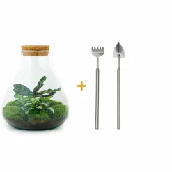 LA GREEN TOUCH - Kit terrarium diy - sama calathea + fittonia verte - rateau + pelle