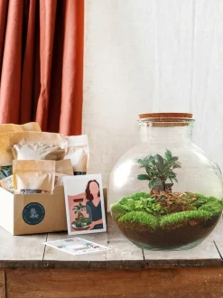 LA GREEN TOUCH - Kit terrarium diy - baobab ficus + 2 fittonia - rateau + pelle