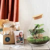 LA GREEN TOUCH - Kit terrarium diy - doorn calathéa + caféier + fittonia - rateau + pelle + pince
